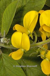 crotalaria sp thumbnail graphic